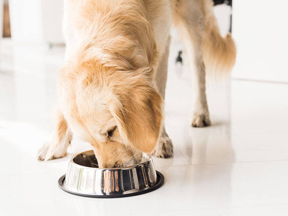 Un perro bien alimentado